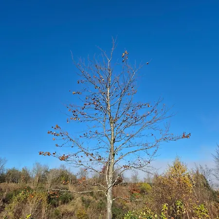 Dagmar's In Apartman Winterberg