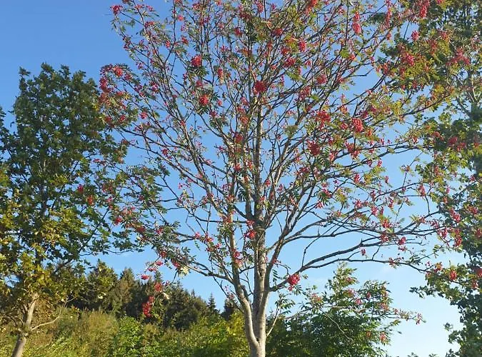 Apartment Dagmar's In Winterberg