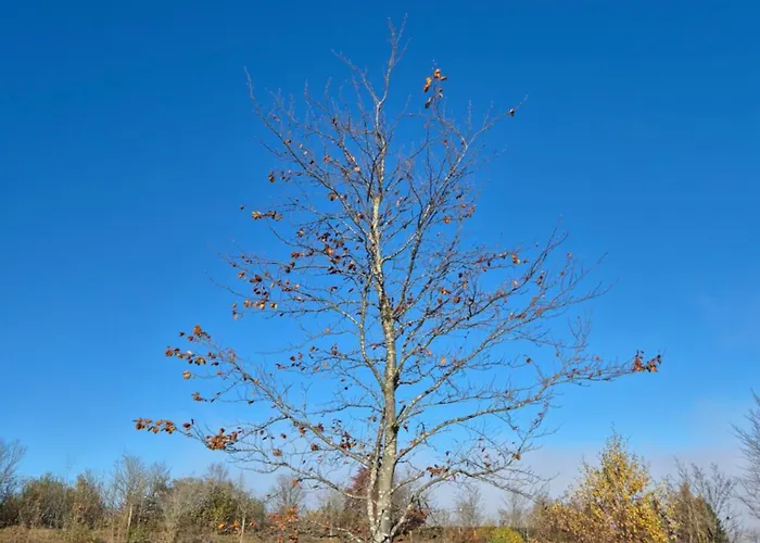 Dagmar's In Apartment Winterberg